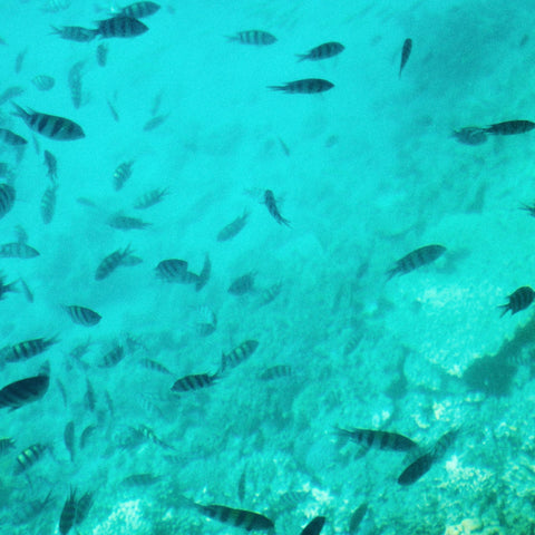 Quest 3 Hours | Magawish Island