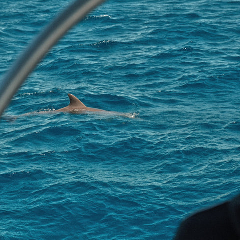 Dolphin Adventure Cruise